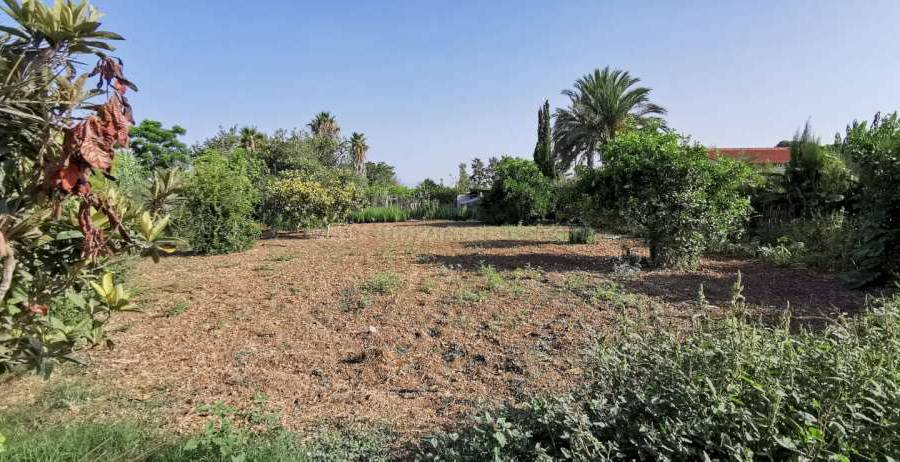 Herverkoop - Villa ( Finca ) - Algorfa