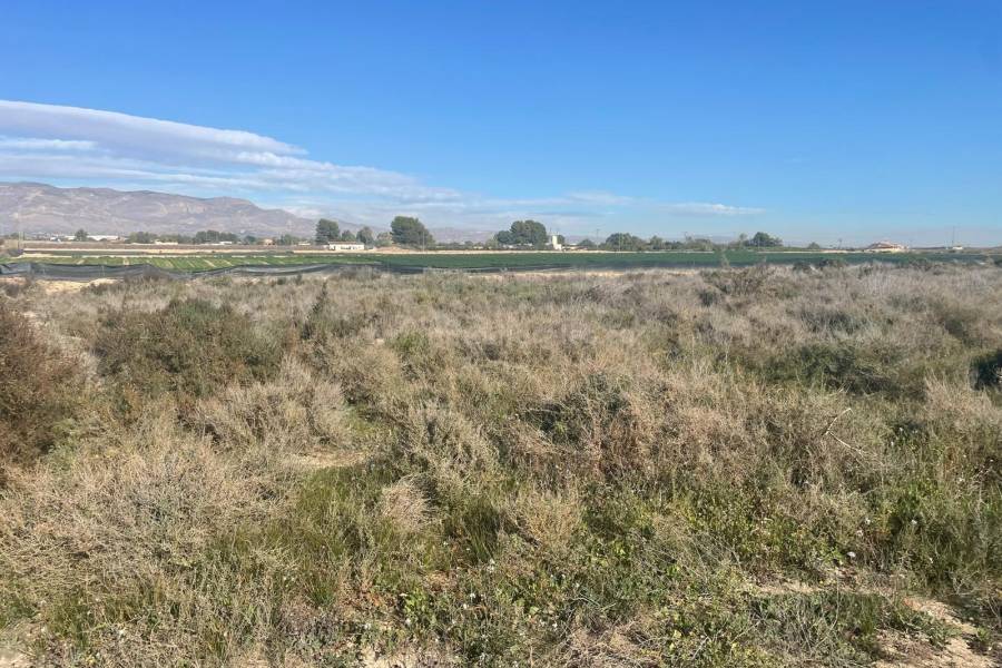 Resale - Land - Crevillente - Crevillent